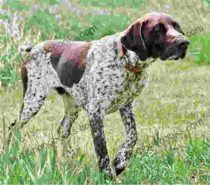 The German Shorthaired Pointer: The Complete Owner's Guide German Shorthaired Pointer: The Complete Owners Guide