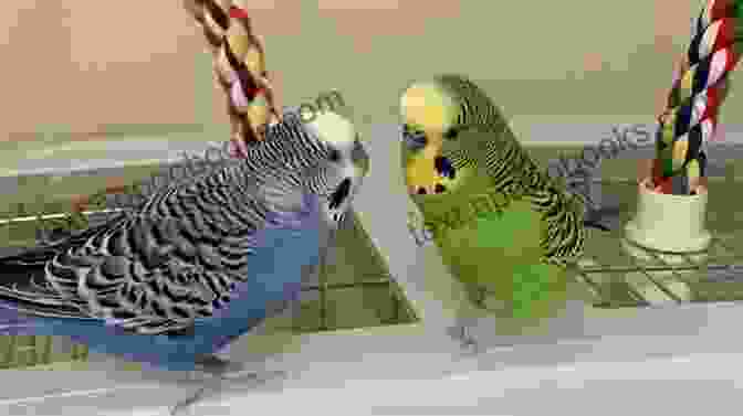 Two Budgies Interacting With Each Other Living With A Budgerigar: Owning Understanding And Interacting With A Budgerigar