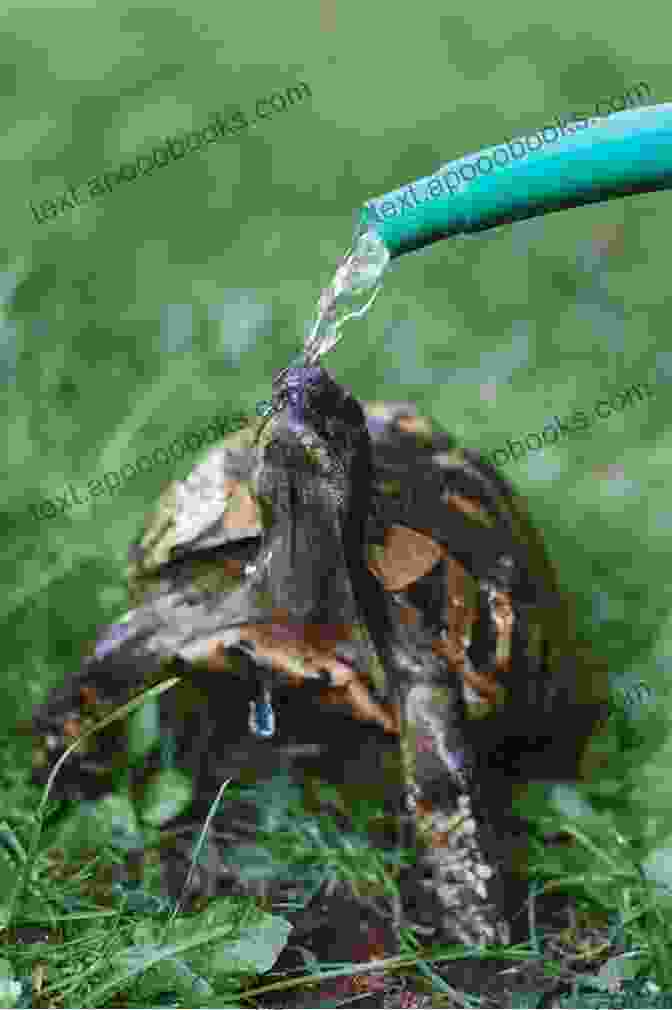 Watering Techniques AQUATIC TURTLE: The Beginners Care Guide And Manual On Everything You Need To Know About Aquatic Turtle