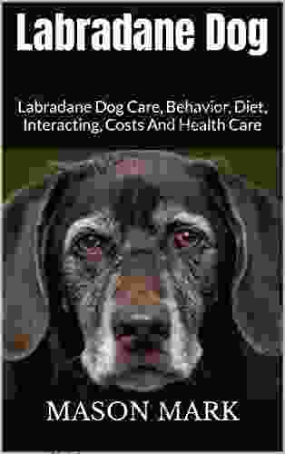 Labradane Dog : Labradane Dog Care Behavior Diet Interacting Costs And Health Care