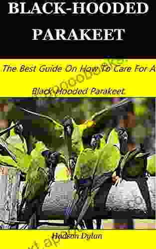 BLACK HOODED PARAKEET: The Best Guide On How To Care For A Black Hooded Parakeet