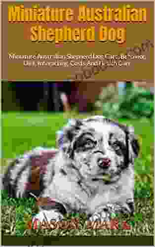 Miniature Australian Shepherd Dog : Miniature Australian Shepherd Dog Care Behavior Diet Interacting Costs And Health Care